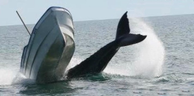 Whale strike - boat almost capsizing ©  SW